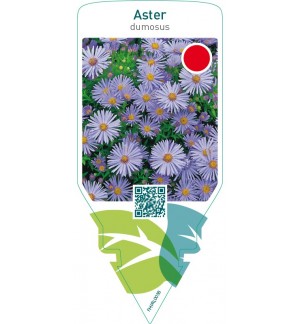 Aster (D)  blue