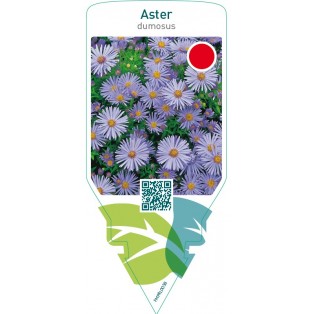 Aster (D)  blue