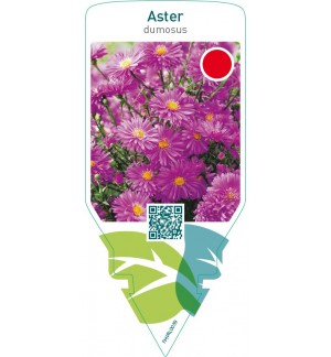 Aster (D)  pink