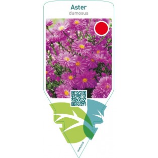 Aster (D)  pink