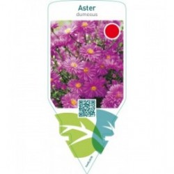 Aster (D)  pink