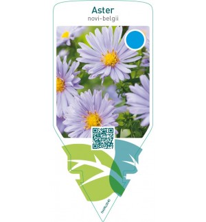 Aster novi-belgii  blue