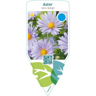 Aster novi-belgii  blue