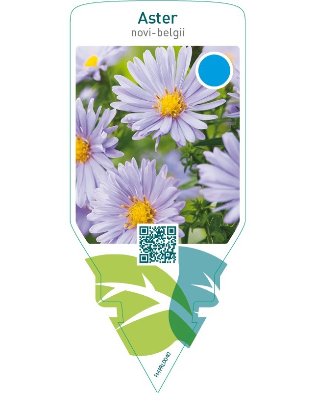 Aster novi-belgii  blue