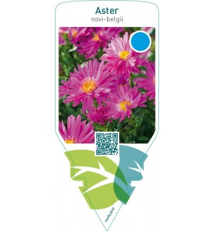 Aster novi-belgii  pink