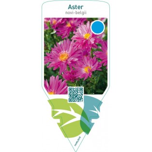 Aster novi-belgii  pink