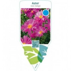 Aster novi-belgii  pink