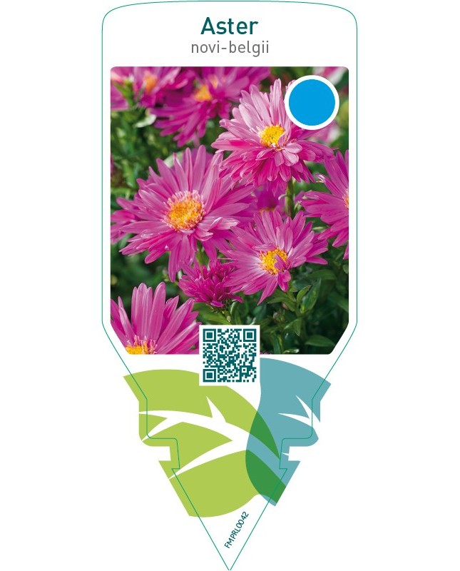 Aster novi-belgii  pink