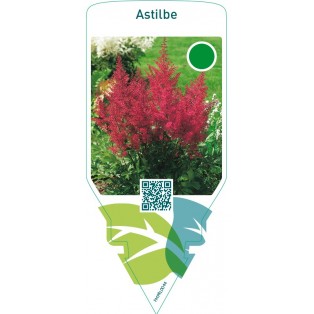 Astilbe  red