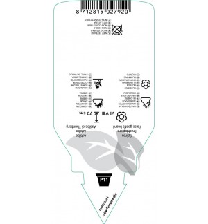 Etichette di Astilbe  red *