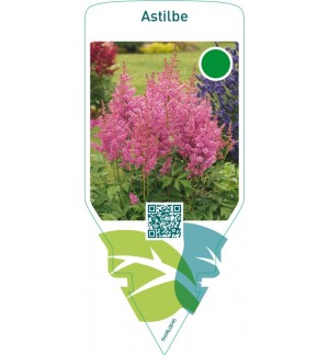 Astilbe  pink