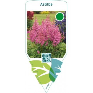Astilbe  pink