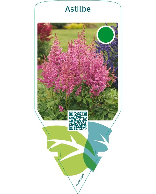 Astilbe  pink