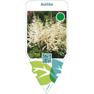 Astilbe  white