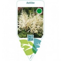 Astilbe  white