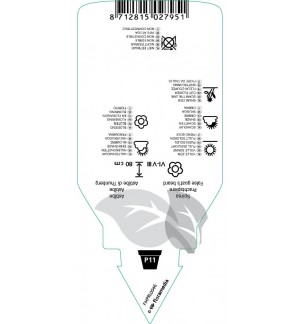 Etichette di Astilbe  white *