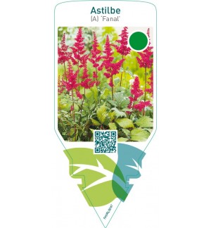Astilbe (A) ‘Fanal’