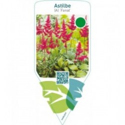 Astilbe (A) ‘Fanal’