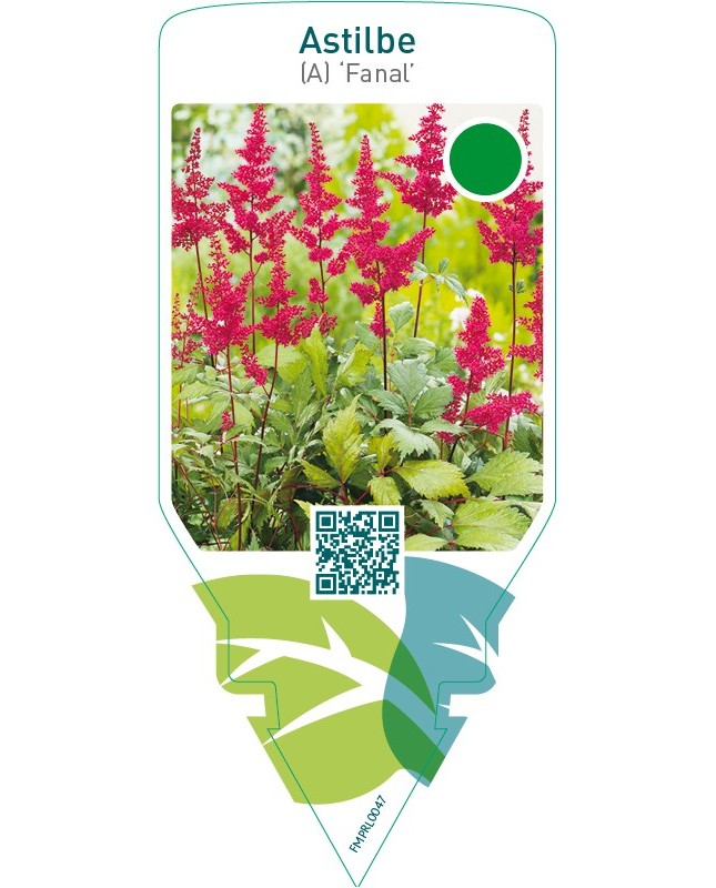 Astilbe (A) ‘Fanal’