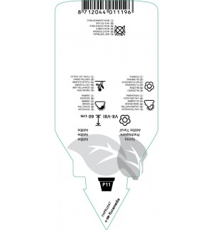 Etichette di Astilbe (A) ‘Fanal’ *