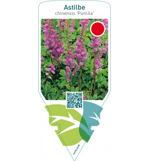 Astilbe chinensis ‘Pumila’