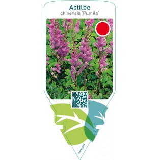 Astilbe chinensis ‘Pumila’