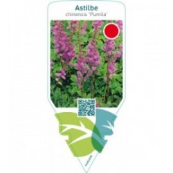 Astilbe chinensis ‘Pumila’
