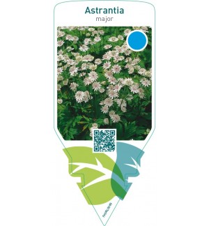 Astrantia major