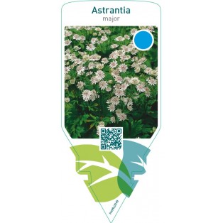 Astrantia major