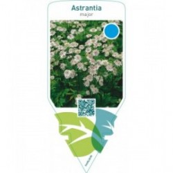 Astrantia major
