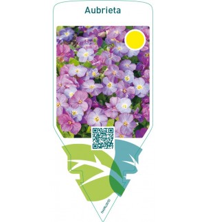 Aubrieta  blue/purple