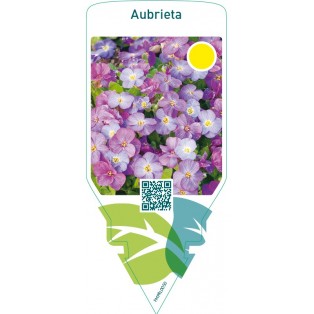 Aubrieta  blue/purple