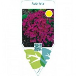 Aubrieta  red