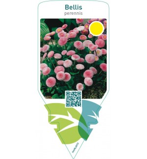 Bellis perennis  pink
