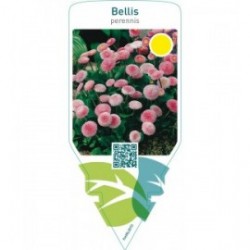 Bellis perennis  pink