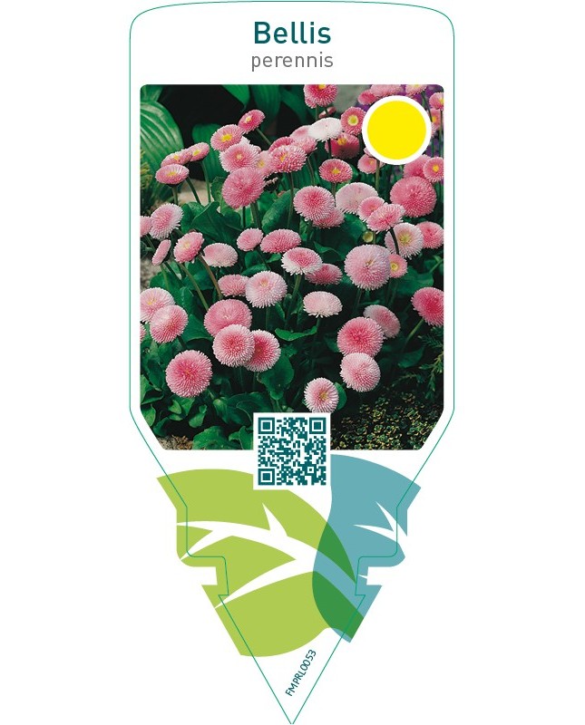 Bellis perennis  pink