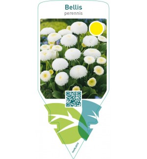 Bellis perennis  white