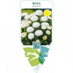 Bellis perennis  white