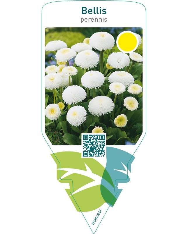 Bellis perennis  white