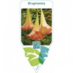 Brugmansia  pink