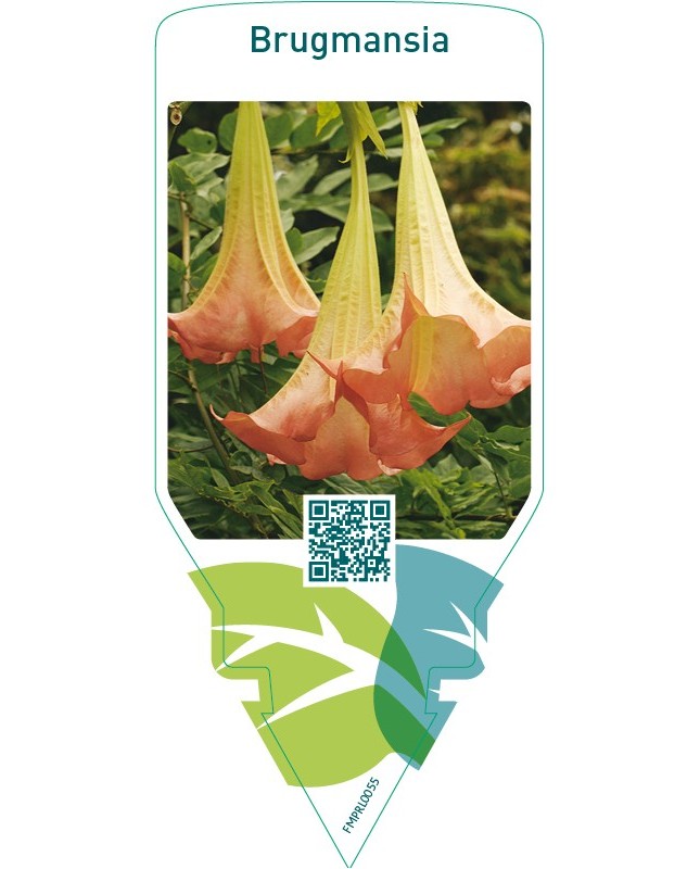 Brugmansia  pink