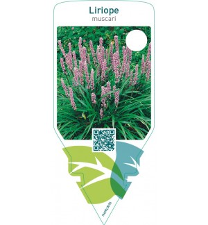 Liriope muscari