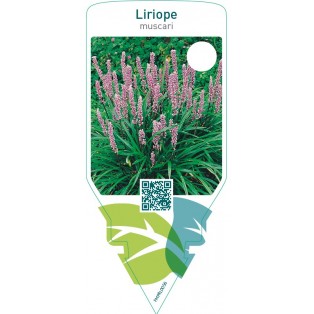 Liriope muscari