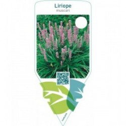 Liriope muscari
