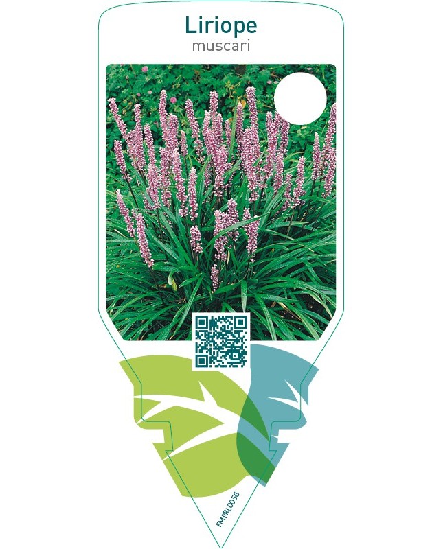 Liriope muscari