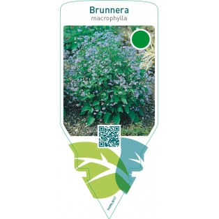Brunnera macrophylla