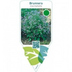 Brunnera macrophylla