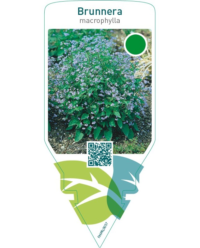 Brunnera macrophylla
