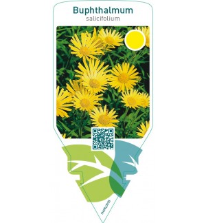 Buphthalmum salicifolium