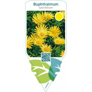 Buphthalmum salicifolium